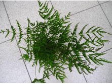 ������ pteris straminea- 350 ���.
