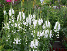 ���������� ����� 50�