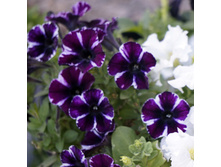 ������� Sweetunia Miss Marvelous