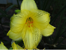 �������� Sunny Diamond.JPG