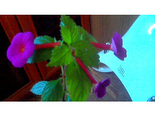 �������� Purple Kimono