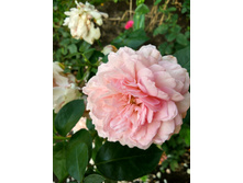 IMG 20180728 184127 HDR.jpg