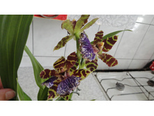 ������� �����������