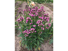 ����� ���� ����� 150�.