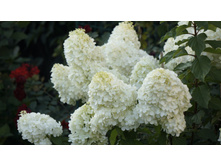 ��������� ����������� �������� �������