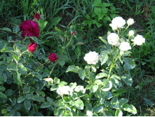 ���� ������� ��� (Munstead Wood) / ������ � ���� ���� / ��������