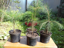 ����� ������������ ��� ����