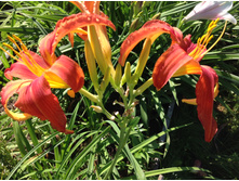 ������� ��������