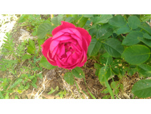 P 20180805 111908.jpg