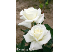 ���� Evening Star (�������� 3��).jpeg