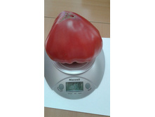 ��� �����������