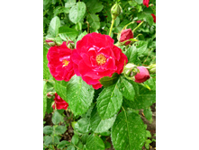 IMG 20180701 143504 HDR.jpg