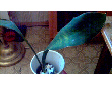 ����������� Kirkii