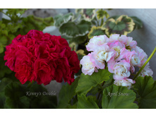 Kenny's Double � April Snow.JPG