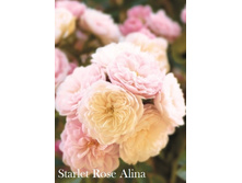 ���� Starlet Rose Alina� (�������� 9��)jpeg