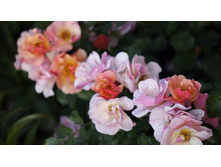 �������������� Jazz