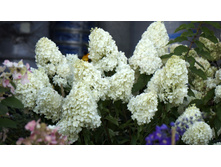 ��������� ����������� �������� �������