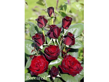 ���� Barcarola (�������� 4��).jpeg