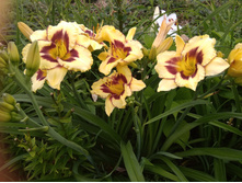 IMG 20180807 144941.jpg