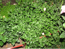 ���������� ����������� Branbeach