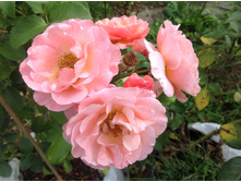 ���� ����� ����