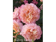 ���� Augusta Louisa (�������� 4��).jpeg