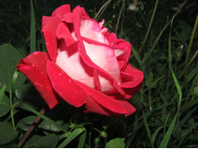 ���� ������