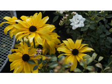 �������� �������� Becky Formula Mix