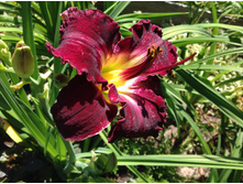 �������� Darker Shade