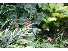 Hosta Pauls Glory ����� ����� �����