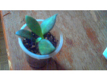 ���� Tsangii