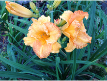 �������� ����� �����