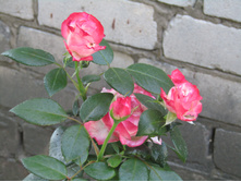 ���� ��������� / ������ ���������