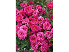 ���� Blue Parade (�������� 9��).jpeg