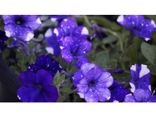 ������� NightSky