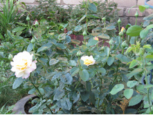 ���� ������ ��� / ������ ���������