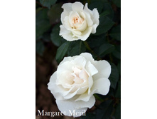 ���� Margaret Meril (�������� 9��).jpeg