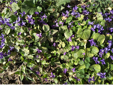 ������ ��������