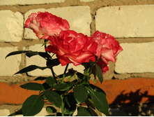 ���� ��������� / ������ ���������