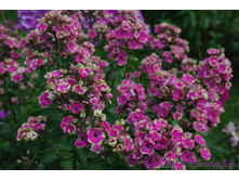 ���� �����