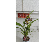 ������� �����������