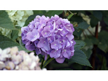 ������ �������