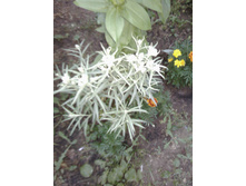 IMG 20180805 195722.jpg