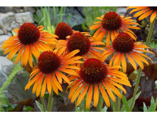 Ehinaceya---mnogoletnee-rastenie-iz-semeystva-Astrovye.jpg