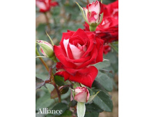 ���� Alliance (�������� 6��).jpeg