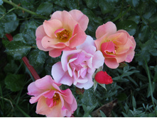 ���� Jazz / ������ ���������