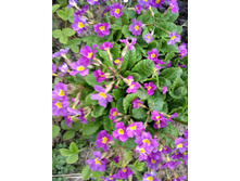 ������� ������-���������