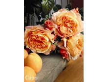 ���� Capri (�������� 10��).jpeg