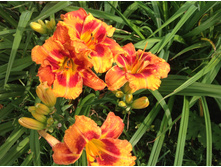 �������� ������