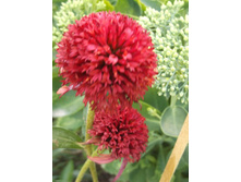 �������� ��������